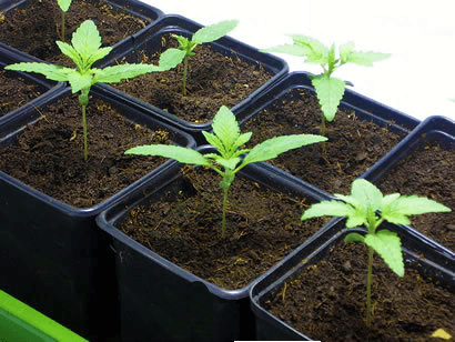 Plantas de cannabis en maceta