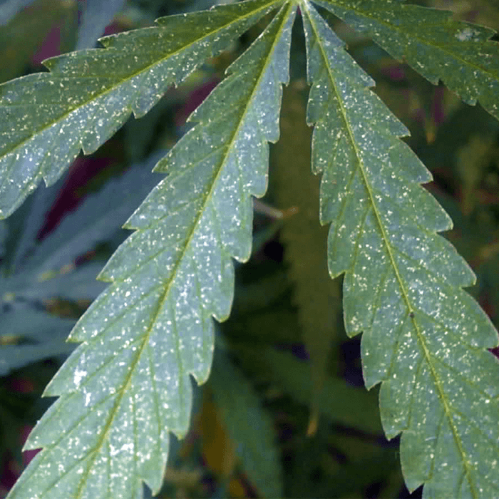 Daños en las hojas de la marihuana por la araña roja